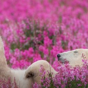 Meet your Posher, Bonnie